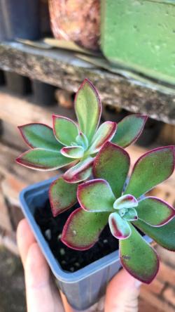 Perene: Echeveria Devotion 